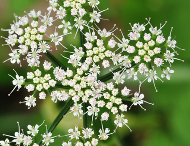 水芹菜花氣 Water Celery