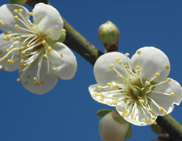 梅花花氣 Plum Blossom