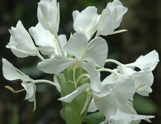 野薑花花氣 Butterfly Ginger