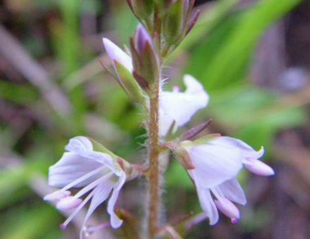 玉山水苦蕒花氣 Taiwanese Speedwell