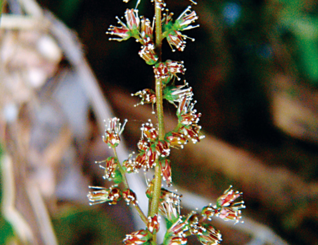 落新婦花氣 Astilbe Longicarpa