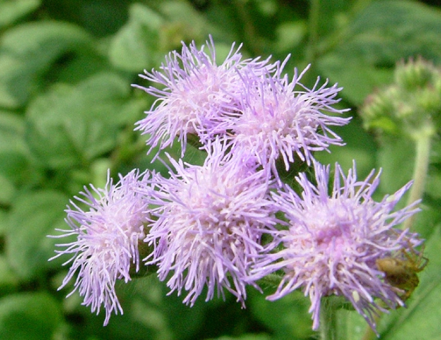紫花霍香薊花氣 Floss Flower