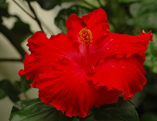 大扶桑花花氣 Chinese Hibiscus