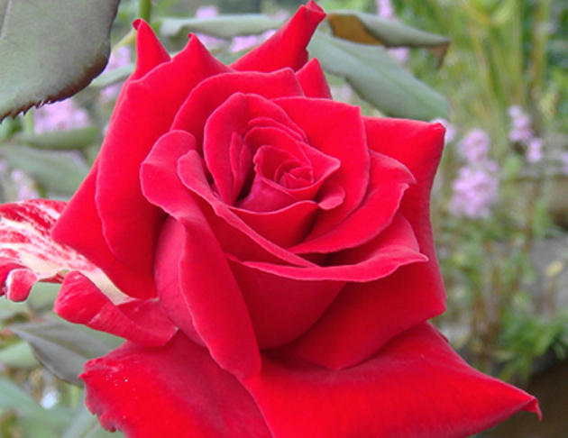 紅玫瑰花花氣 Red rose