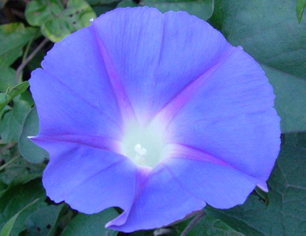 藍色牽牛花花氣 Blue Morning-Glory