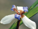 巴西鳶尾花Walking iris