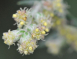 艾草花氣  Mugwort flower