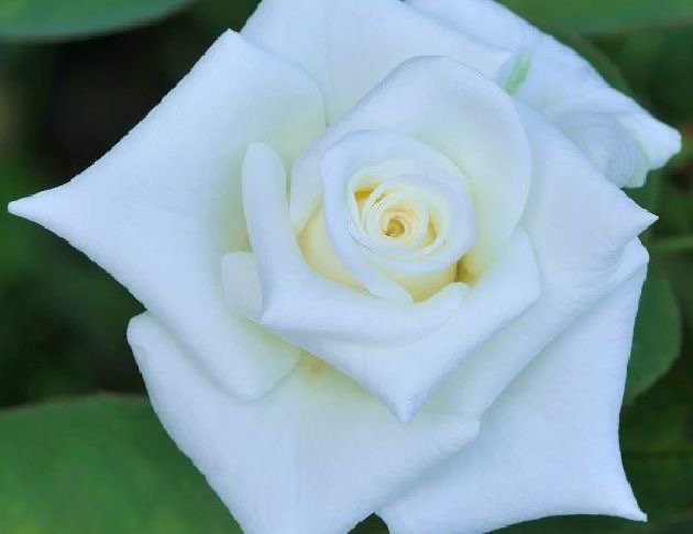 白玫瑰花氣White rose - 線上訂購| 祈光東方花氣- 花現者