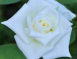 白玫瑰花氣 White rose