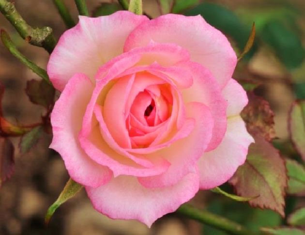 粉紅野玫瑰花氣 Pink wild rose