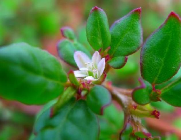 海花-假海馬齒花氣 Desert Horsepurslane