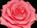 粉紅玫瑰花氣 Pink Rose