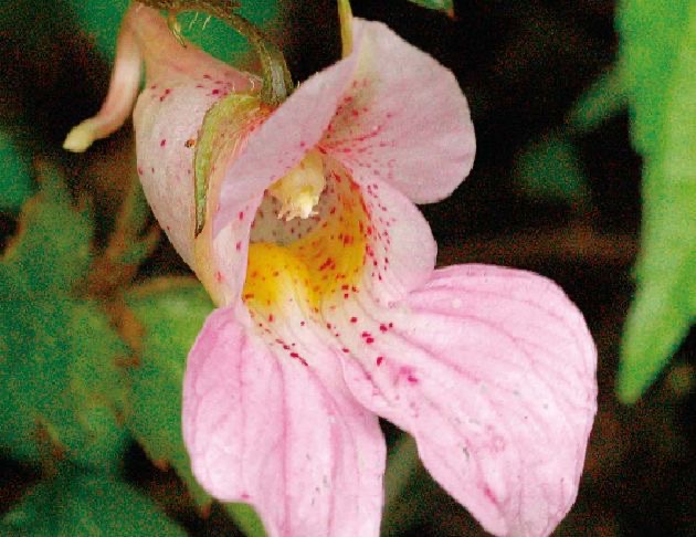 紫鳳仙花氣 Single Flower Balsam