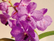 紫萬代蘭花氣 Vanda