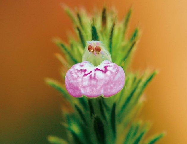 爵床花氣 Waterwillow Flower