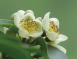 茶樹花氣 Camellia