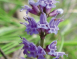 華鼠尾草花氣 Salvia Chinensis Benth