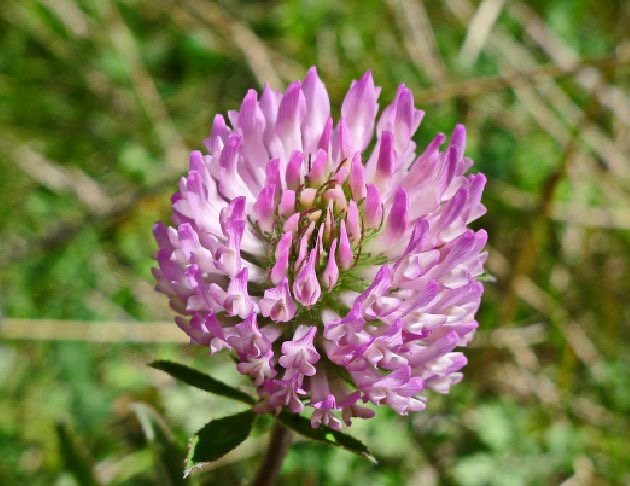 紫花苜蓿花氣 Alfalfa