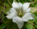 白龍膽花氣 White Gentiana