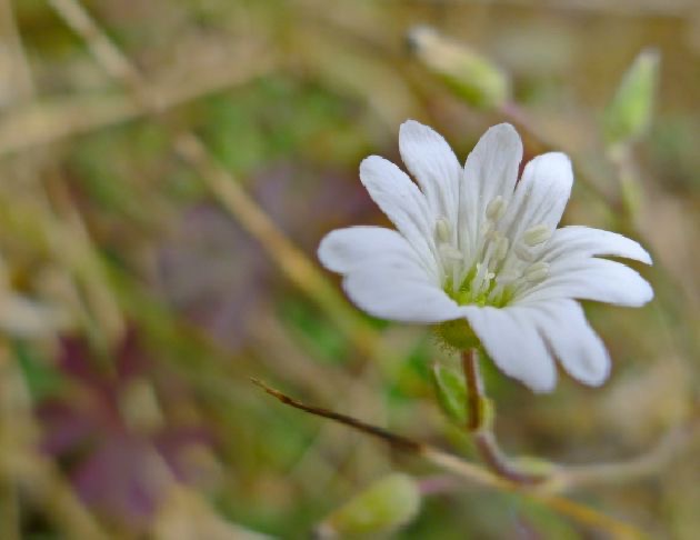 天山卷耳花氣 Cerastium Tianschanicum