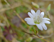 天山卷耳花氣 Cerastium Tianschanicum
