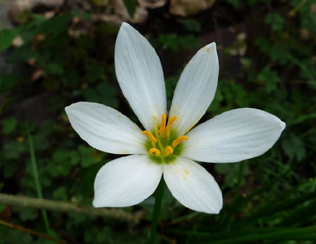 蔥蘭花氣 Zephyr Lily