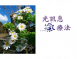 紫鳳仙花氣 Single Flower Balsam