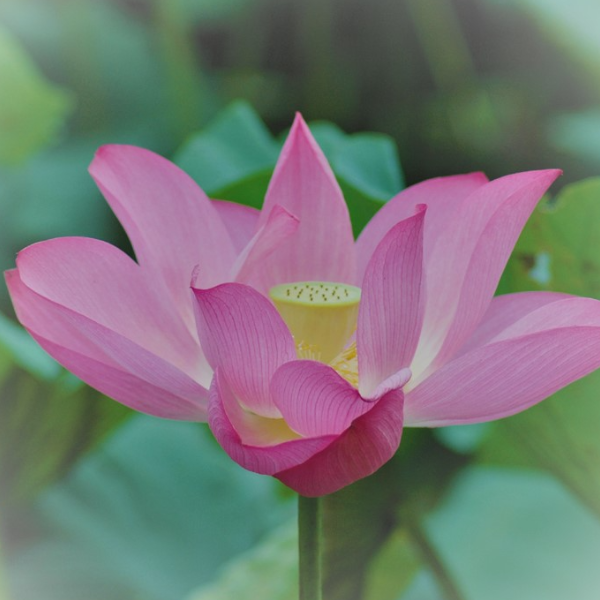 紅蓮花花氣 Pink Lotus