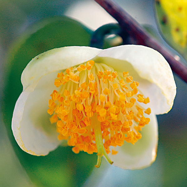 蒔茶花花氣 Wild Tea Blossom