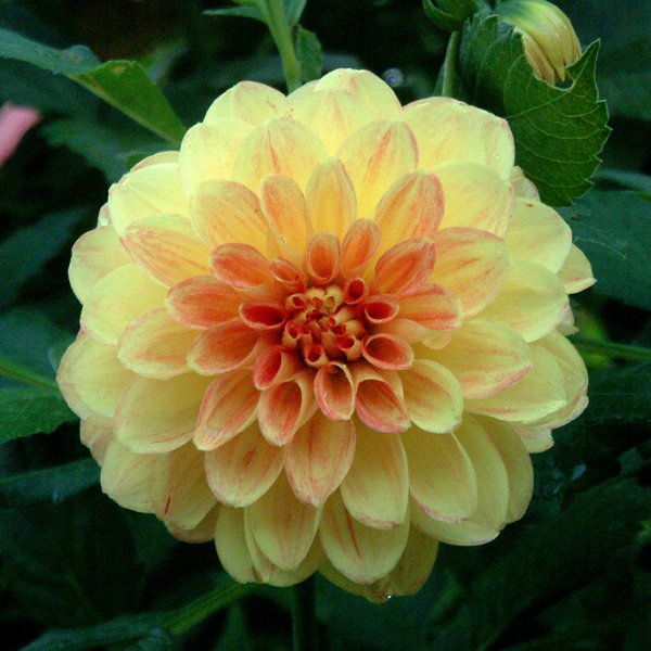 黃大里花花氣  Dahlia