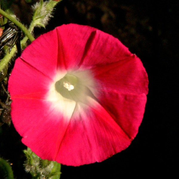 紅牽牛花花氣 Red Morning-Glory