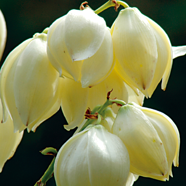 刺葉王蘭花氣 Palm Lily