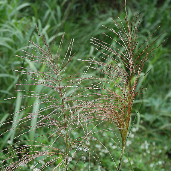 芒花花氣 Giant Chinese Silver Grass