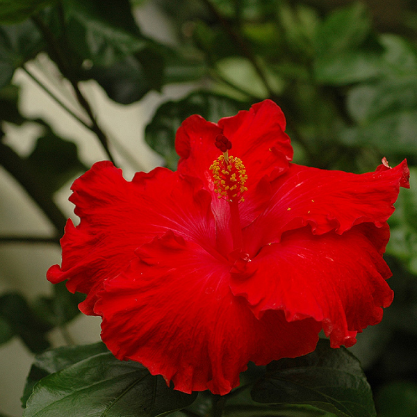 大扶桑花花氣 Chinese Hibiscus