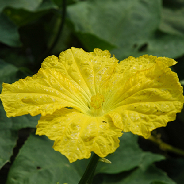 平地絲瓜花花氣 Luffa Blossom