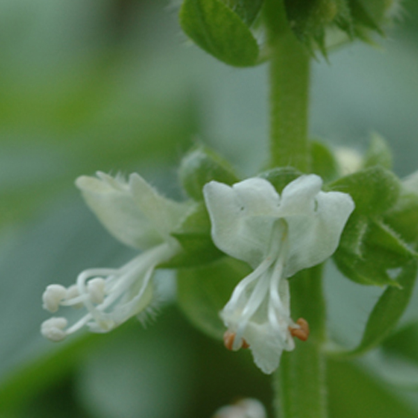 九層塔花花氣 Sweet Basil