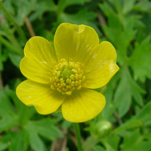 高山毛茛花氣 Mountain Buttercup