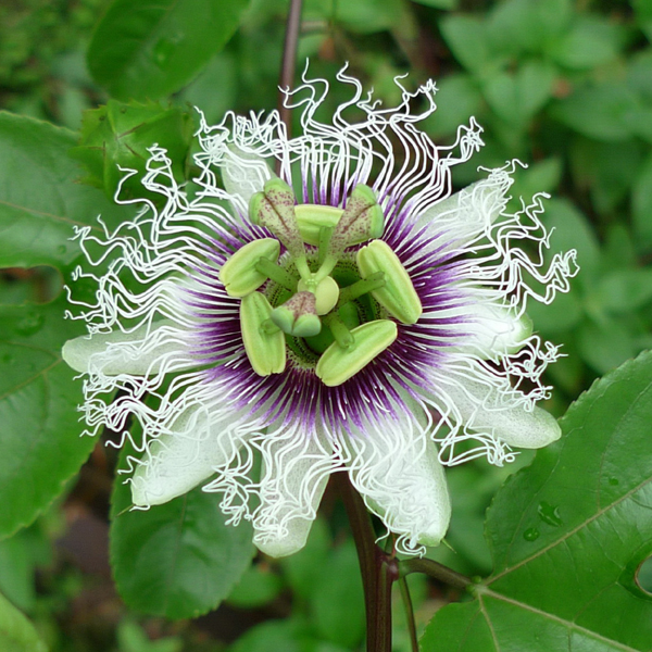 西番蓮花氣 Passion Fruit