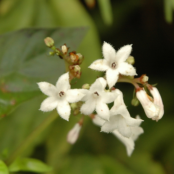 蛇根草花氣 Japanese Ophiorrhiza