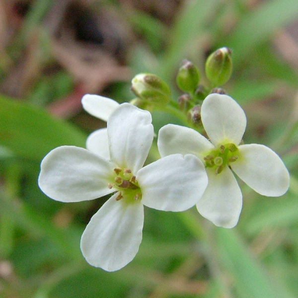 玉山阿拉伯芥花氣 Mountain Rockcress