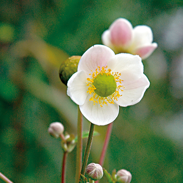 小白頭翁花氣 Wild Windflower