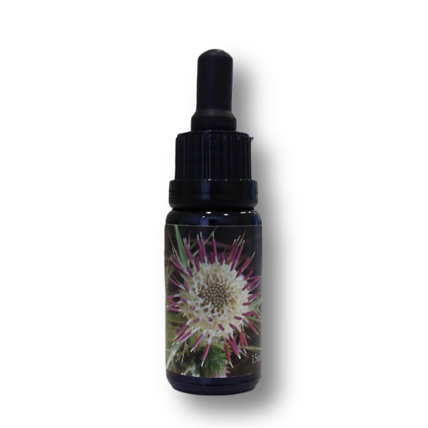 玉山薊花氣 Mountain Thistle