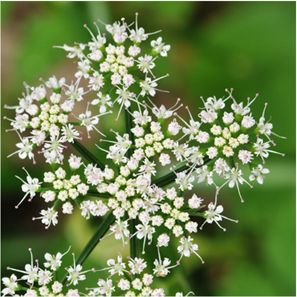 水芹菜花氣 Water Celery