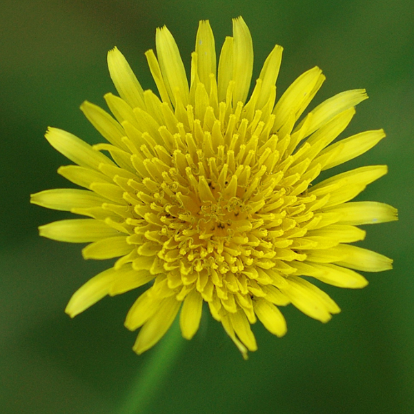 苦菜花氣 Sow Thistle