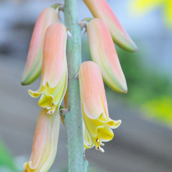 蘆薈花氣 Aloe flower