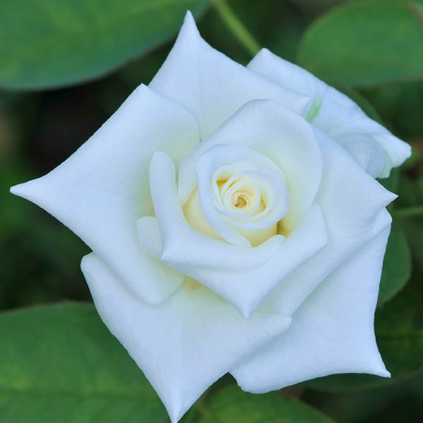 白玫瑰花氣 White rose