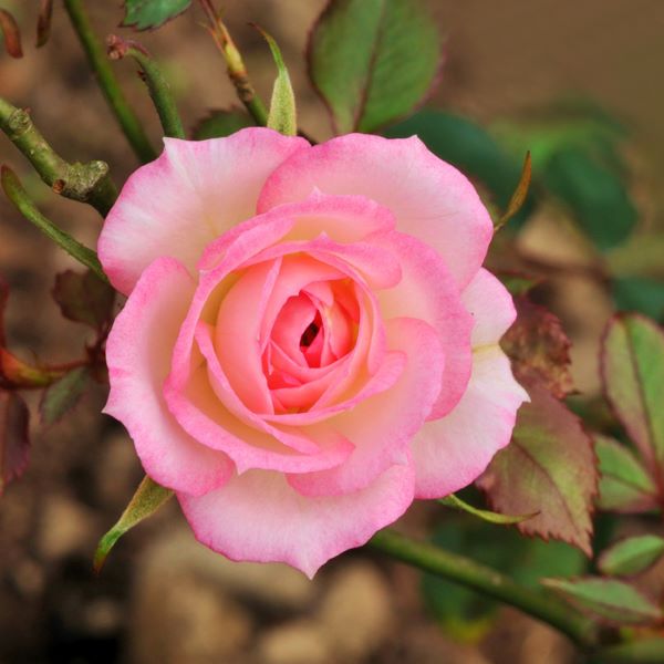 粉紅野玫瑰花氣 Pink wild rose