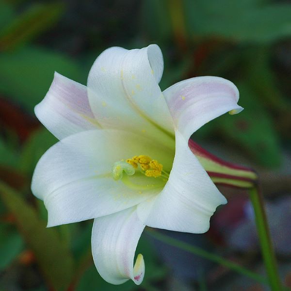 百合花氣 Taiwan lily