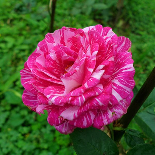 奇蹟玫瑰花氣 Miracle rose