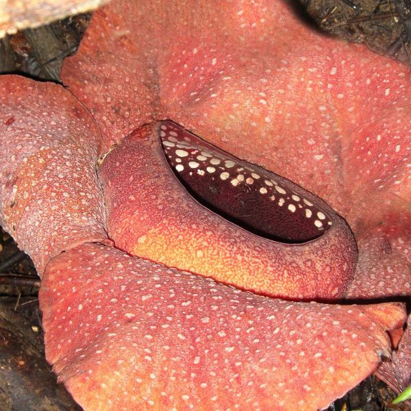 馬來西亞大王花花氣 Rafflesia of Malaysia 